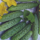 Opis i karakteristike sorte krastavca april f1